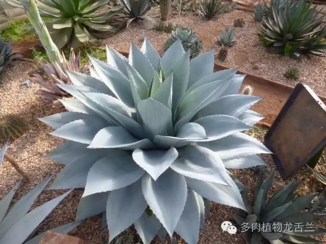 日本最大級 Agave oteioi 子株 Mericlon Arizona 植物/観葉植物