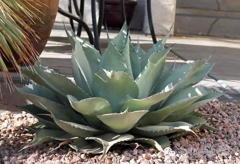 Agave ovatifolia鲸舌兰- lohas乐活族