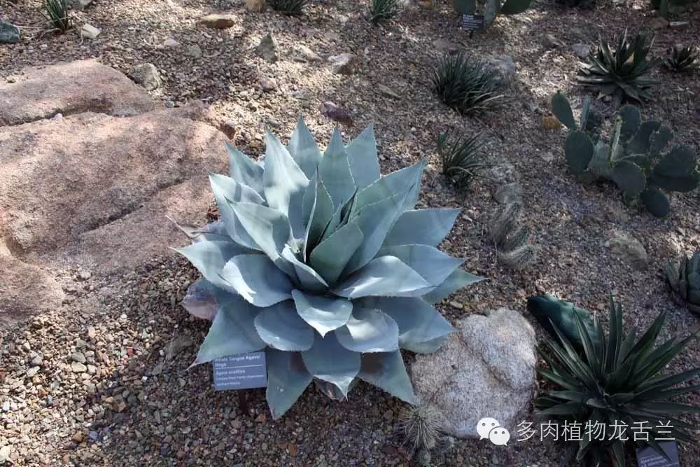 Agave ovatifolia鲸舌兰- lohas乐活族