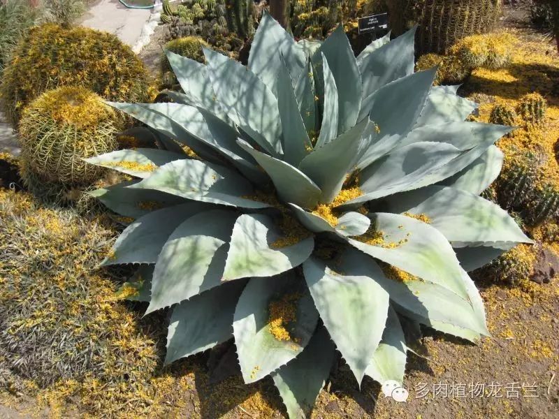 日本最大級 Agave oteioi 子株 Mericlon Arizona 植物/観葉植物