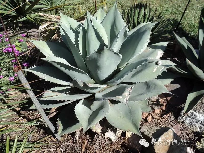 Agave ovatifolia鲸舌兰- lohas乐活族